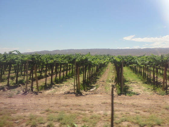 Galería de fotos. Casi al final del viaje, comenzaron a multiplicarse los viñedos sanjuaninos.
