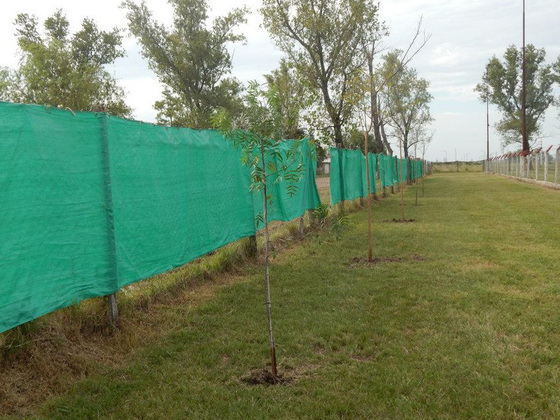 Así quedó el lateral oeste de la cancha de once. Con árboles que crecerán frondosos.