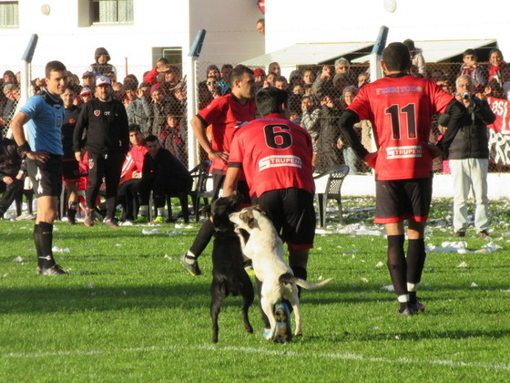 Franco Moro se encargó de sacar los dos perros que entraron al campo en el complemento.